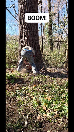 8K views · 165 reactions | Last tree of the job #missourilogging #missouritimber #trees #lumber #stihlchainsaw #sawmill #walnut #logging #blackwalnut #lumberjack #Missouri | Gauldin Logging LLC | Facebook
