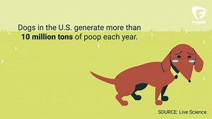 Did you know your dog poop bags are harming the environment? | Project Earth