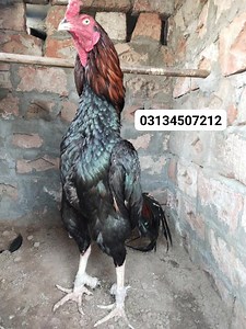 20 reactions | #pakistaniaseel #lakhamurgha #lakhaaseel #aseellover #aseelfarmingandcare #mashaallahماشاءالله #topqualitybird #rooster | Aseel Farming And Care | Facebook