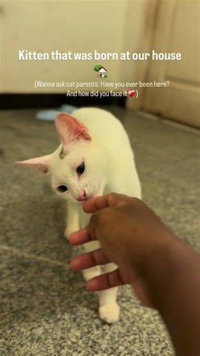 The Clowder Home | Cat ❌ Tester✅ Chinese- Part 1 She is a year old now, yet still so tiny, delicate, and young-looking that anyone who sees her would think... | Instagram