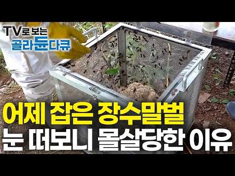 살다 살다 별 일이 다 있다. 곤충계 최강 장수말벌 벌집 한 통을 하룻밤 사이 몰살시킨 곤충의 정체｜말벌 잡아다 키웠더니｜말벌 연구팀의 하루｜극한직업｜#골라듄다큐