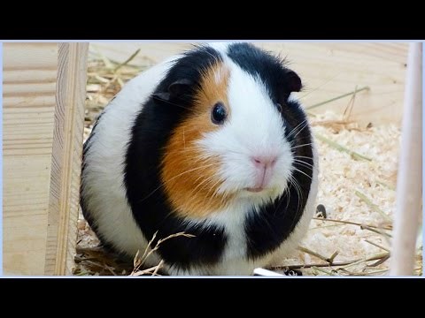 Life Hacks For Guinea Pigs