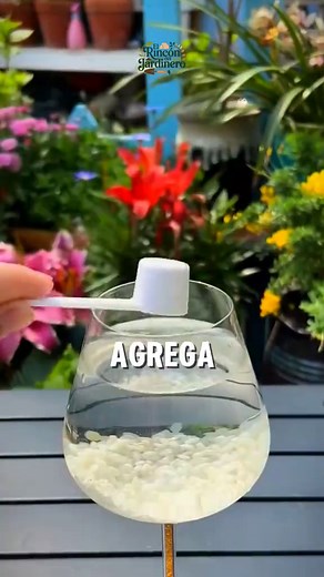 Fertilizante Casero con Agua de Arroz para Plantas