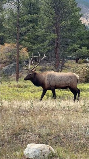 The Power of the Rut: Bull Elk at RMNP | El Poder de la Berrea: Alce Macho en RMNP