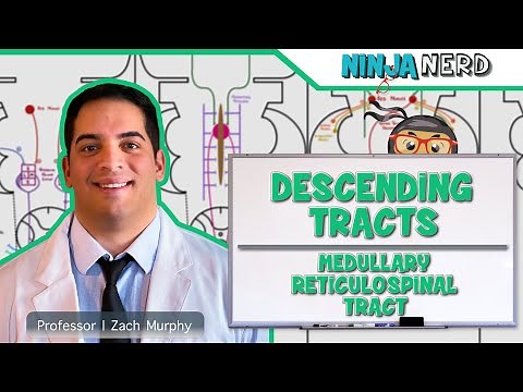 Neurology | Descending Tracts: Medullary Reticulospinal Tract