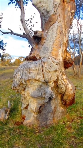 Waltzing Matilda gumtree style #poetry #poem