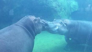 Henry the hippo still ill, Cincinnati Zoo staff gives update on his progress