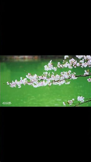 春天最幸福的事，是走在一条开满花的大道上——抬头是粉白的花云，脚下是花瓣铺成的路，东湖的风一吹，花瓣像雨像雪飘落，武汉的春天怎么这么美啊！#相约春天赏樱花 #浪漫武汉一路生花 #武……，H