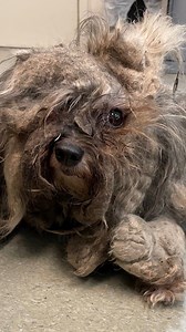 586K views · 35K reactions | They saw spiders in her fur... Thank you Animal Friends of the Valleys for helping Suzie feel her best, and thank you I.C.A.R.E. Dog Rescue for pulling her! #shelterdog #doggrooming #animalshelter #adoptdontshop | Rocky Kanaka | Facebook