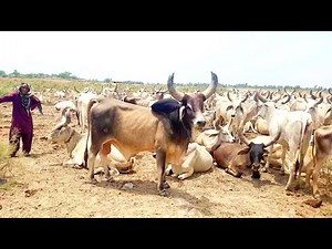 Tharparkar Cows | Complete Documentary