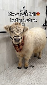 2.7M views · 73K reactions | My Cow's Fall Bath Routine | My Mountain Husky | Facebook
