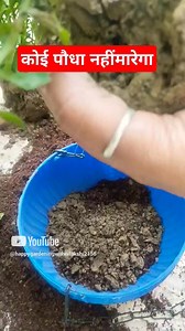 How to shift winter flower plants #winterflowers #gardening | Happy gardening