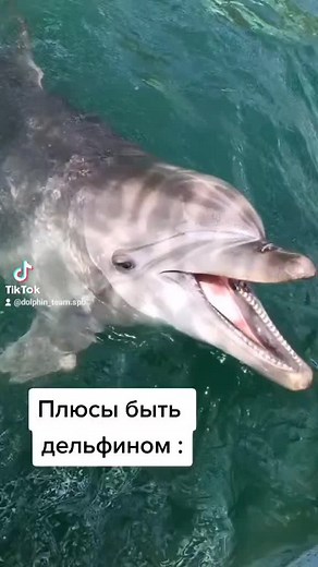 Dolphin Interaction: Swimming with a Friendly Dolphin