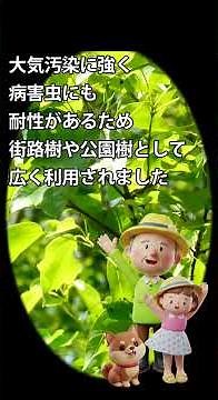 面白樹木の話 34 唐楓トウカエデ#庭木#街路樹#公園樹#盆栽 #自然散策