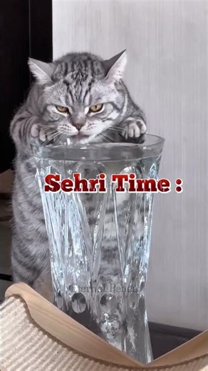 Me During Ramazan 😆🥰# Eid # Ramazan # Cute Cats 🐈 # Trending Short
