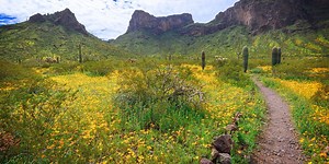 Where you can find wildflowers in Arizona this spring