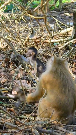 2.8K views · 247 reactions | Great monkey Rose likes to play with babies monkey | Love Monkey | Facebook