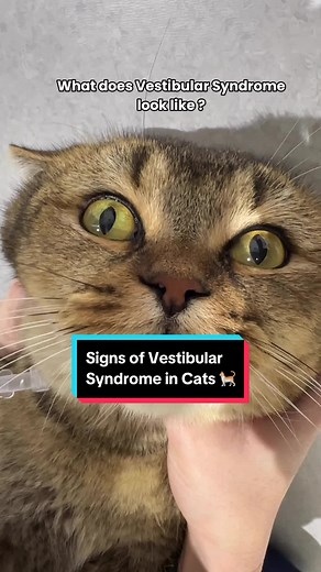Understanding Vestibular Syndrome in Cats 🐈