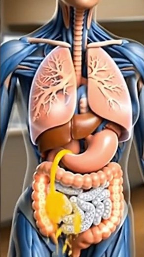 Inside Your Body in 3D | Full-Body Banana Digestion Inside the Human Digestive System 🍌 |