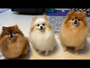 Pomeranian Moments That Bring Joy (and little bit rage)