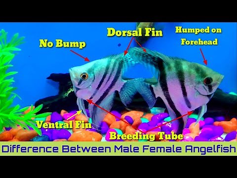 Angelfish Male Or Female Identification | Male And Female Angelfish