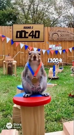 Backyard squirrel obstacle course Olympics