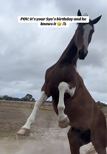 Celebrating Horse Birthdays with Zoomies