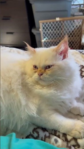 Meet Six-Month-Old Flame Point Himalayan#FlamePointHimalayan #CatAdoption #RescueCat