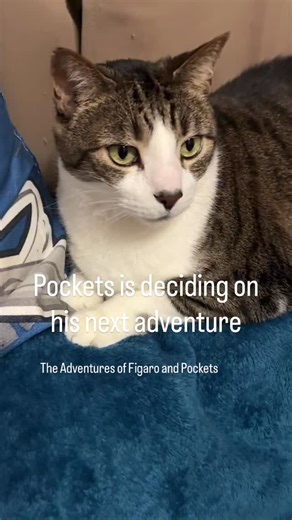 Pockets is deciding on his next adventure #cat | The Adventures of Figaro and Pockets
