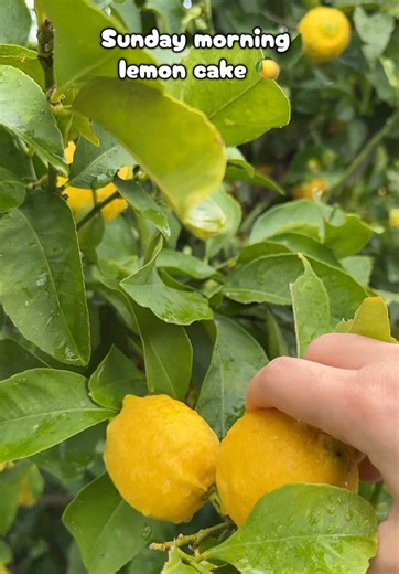 Η Κυριακή μας μυρίζει κέικ 🍋 μακάρι να μπορούσα να σας μεταφέρω την μυρωδιά 😍 #lemoncake #κεικ #λεμονι #recipes #fy
