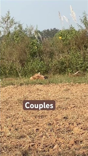Relationships #remix #love #music #song #food #watch #birds #wildlife #nature #funny #farming