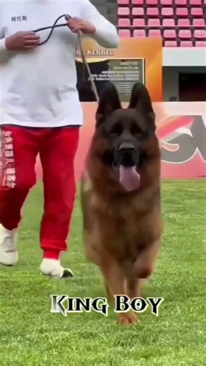 German Shepherd Number One Male World Class Famous Top Quality Champion of Champions VA Rated
