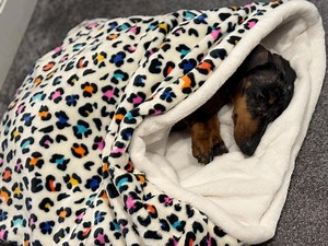 Cuddle Fleece Dog Snuggle Sack: Padded Cuddle Bed - Etsy UK