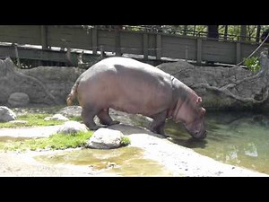 Hippo poo in the zoo