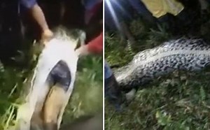 Whoa! Man cut out from 7-metre-long python