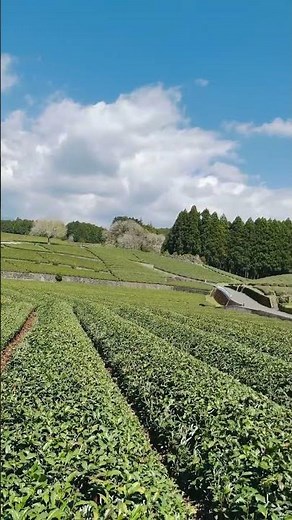 富士山と茶畑の絶景！電線の入らない茶園越しの富士山撮影スポットとして有名な大渕笹場。ヨーロッパ系の外人が多く来ているのに、愛犬モグもビックリ😊 #富士山 #茶畑 #日本の絶景 #癒し 日本の風景