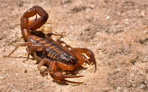It’s Scorpion Season. Here’s What to Do if You See One.