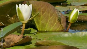Danube Delta is the largest delta of Europe, the second after the Volga Delta Stock Video