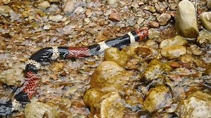 Coral Snake River Amboro National Park Stock Footage Video (100% Royalty-free) 1058276497 | Shutterstock