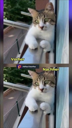 Blurry cat photo? AI saves it in seconds! 😳 HitPaw PhotoPea Test