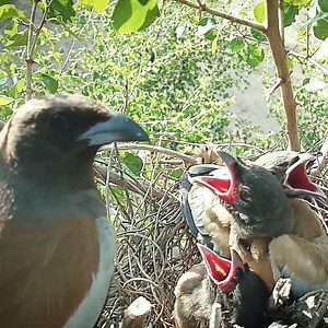 70K views · 6.4K reactions | Rufous treepie bird cleaning up babies messes | Review Bird Nest | Facebook