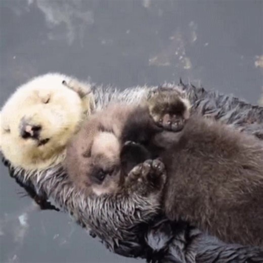 Silly Sea Otters Being Playful