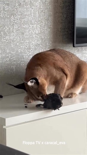 20 reactions | Floppa Eva is The Wild Queen # | Floppatvofficial | Facebook