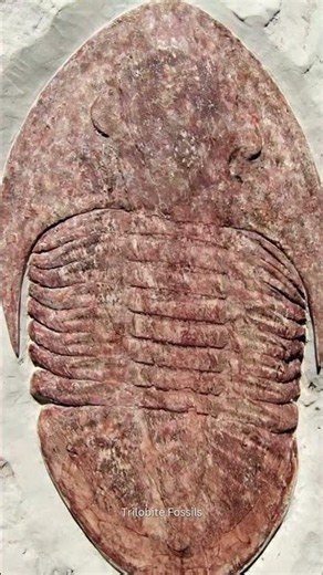 480 Million Year Old Asaphellus tataensis Trilobite Found in Morocco | Rare Ordovician Fossil