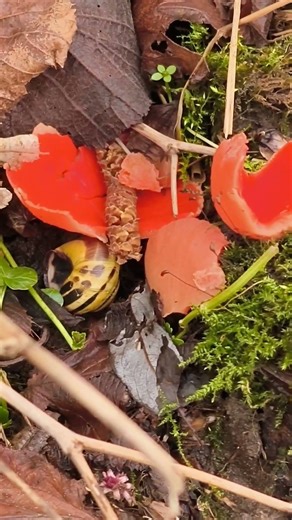 The red goblet fungus (Sarcoscypha coccinea),