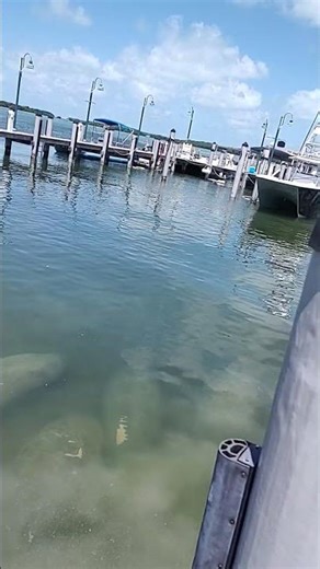 Manatees in Islamorada in the Florida Keys