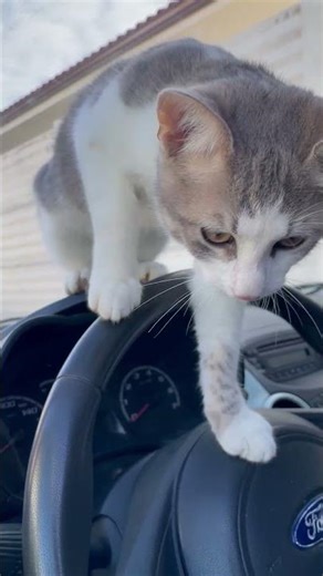 Gioni, the assistant engineer cat :) #mechanic #funny #cat #pet #friends #friendship #animal