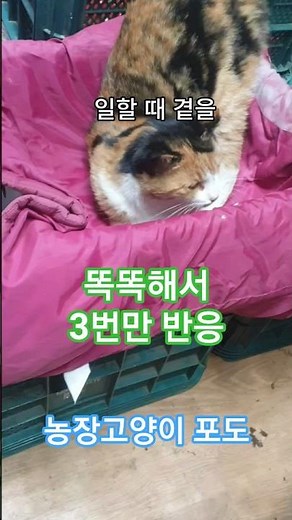 똑똑한 포도 3번만 대답한이유.농장고양이 포도의 일상,작업대 옆 지키고있는 포도, stray cats,farm cat, baby cat,구조 고양이,귀여운 고양이,팻애니멀