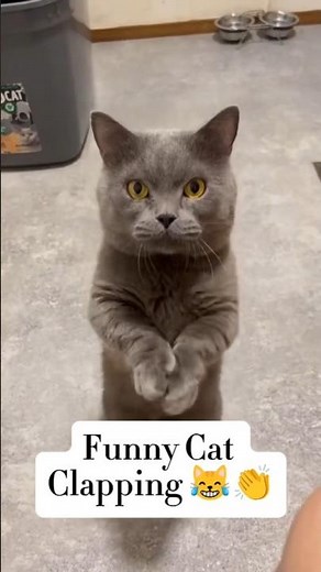Funny Cat Clapping 😹👏 Cute Cat Shorts" #cat #catshorts