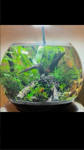 Celestial Pearl Danio Ecosphere #aquarium #fishtank #aquariumfish